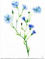 aquarelle_0001